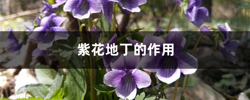 紫花地丁的作用 花百科