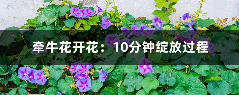 牵牛花开花:10分钟绽放过程 – 花百科