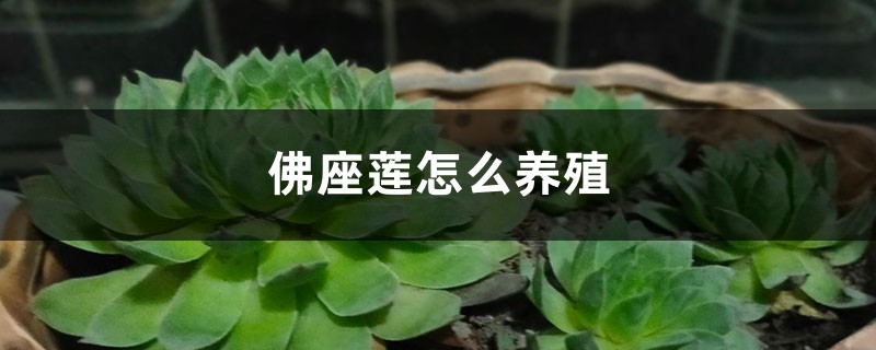 佛座莲怎么养殖