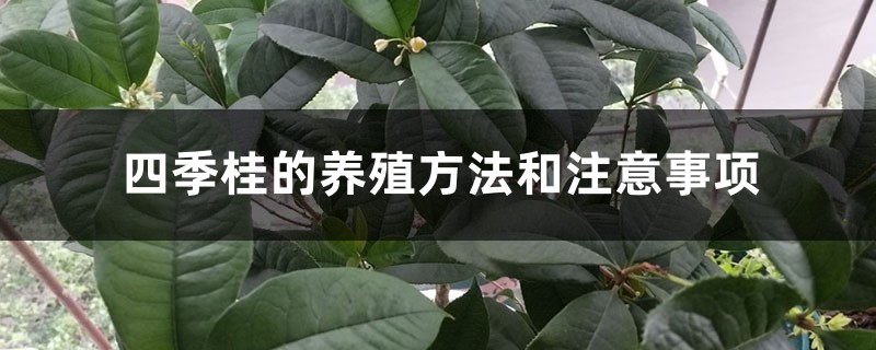 四季桂的养殖方法和注意事项 花百科