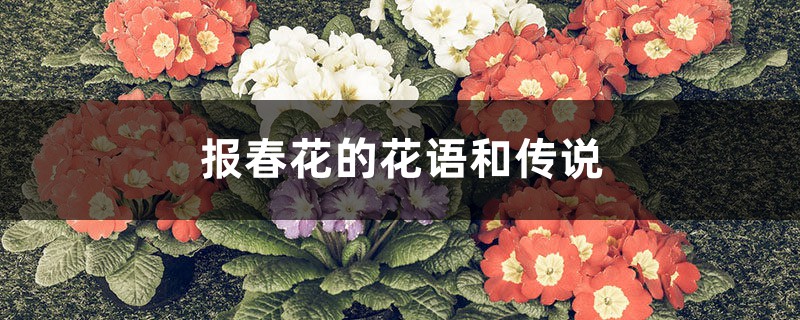 报春花的花语和传说 花百科