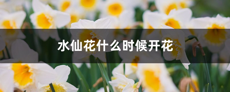 水仙花什么时候开花 花百科