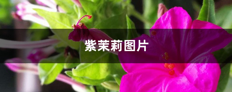 紫茉莉图片 花百科