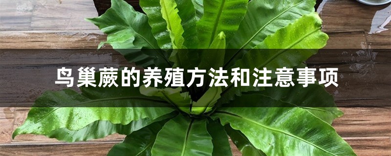 鸟巢蕨的养殖方法和注意事项-花百科