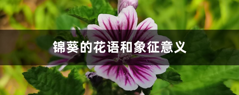 锦葵的花语和象征意义 花百科