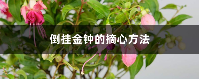 倒挂金钟的摘心方法 花百科