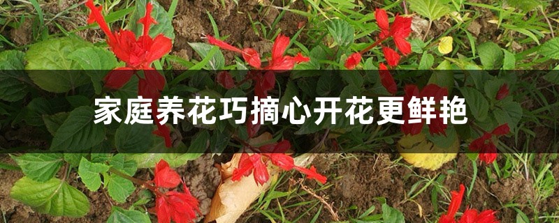 家庭养花巧摘心开花更鲜艳 花百科