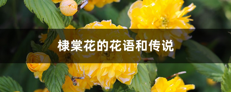 棣棠花的花语和传说 花百科