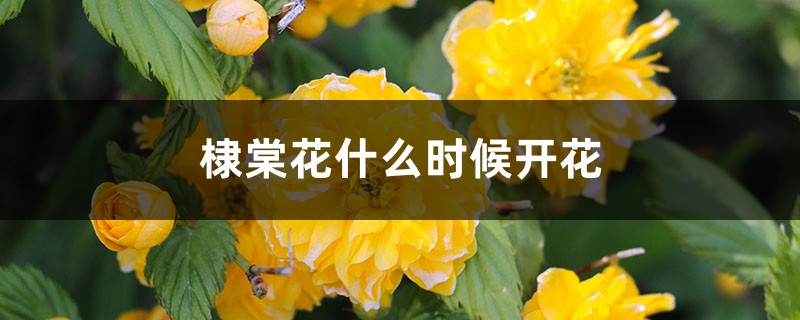 棣棠花什么时候开花