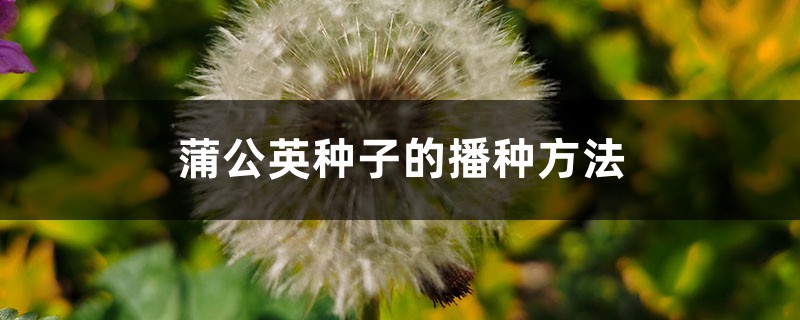 蒲公英種子的播種方法