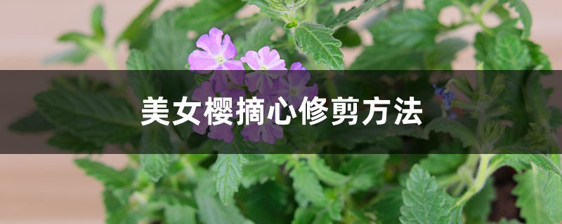 美女樱摘心修剪方法 花百科