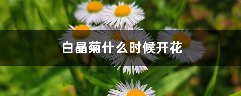 白晶菊什么时候开花