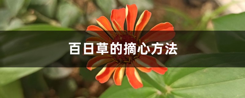 百日草的摘心方法 花百科