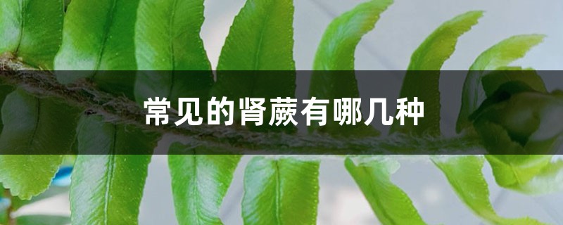 常见的肾蕨有哪几种