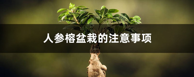 人参榕盆栽的注意事项 花百科