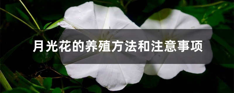 月光花的养殖方法和注意事项 花百科