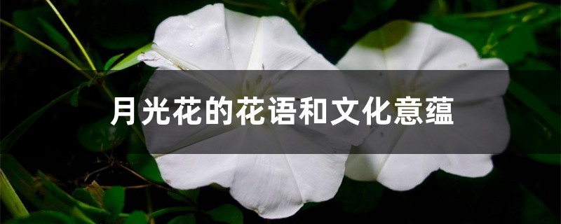 月光花的花语和文化意蕴 花百科