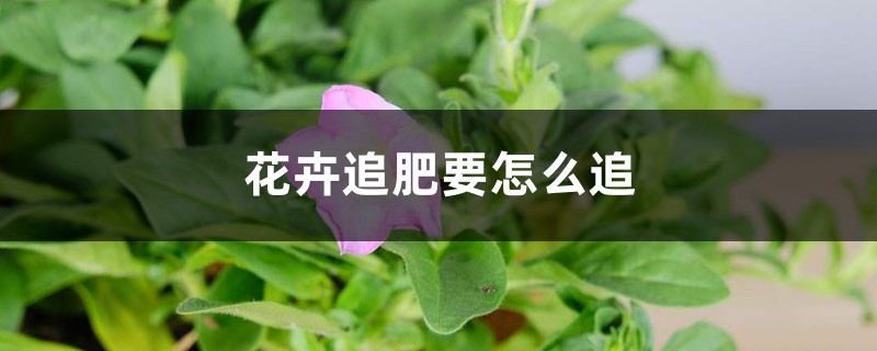 花卉追肥要怎么追 花百科