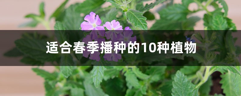 適合春季播種的10種植物