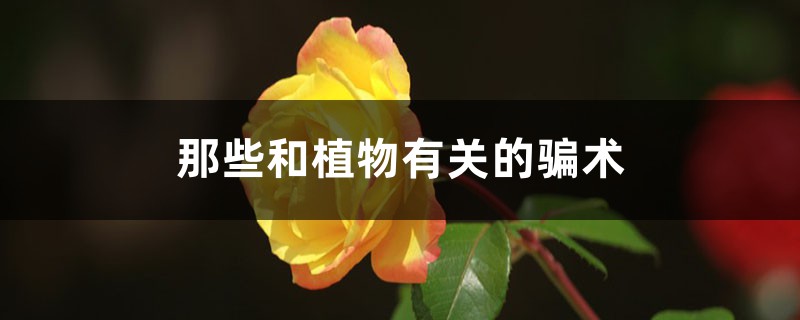 那些和植物有关的骗术 – 花百科