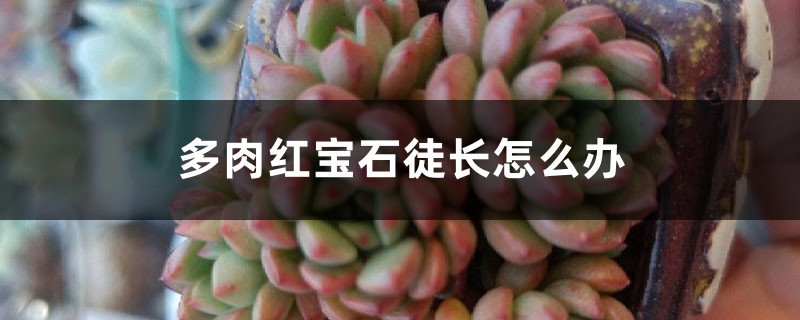 多肉红宝石徒长怎么办 花百科