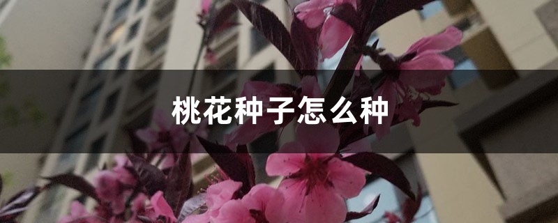 桃花种子怎么种 花百科