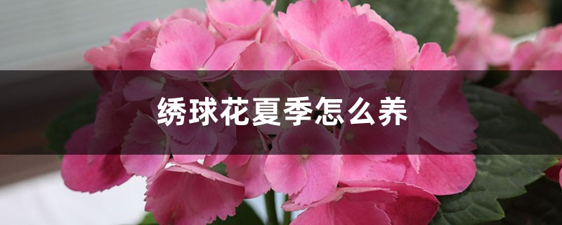 绣球花夏季怎么养