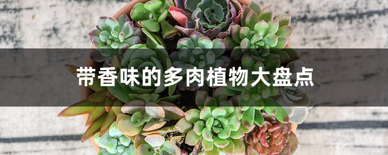 带香味的多肉植物大盘点