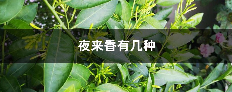 分不清楚夜来香的品种？掌握这几点,轻松区分！