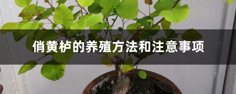 俏黄栌的养殖方法和注意事项