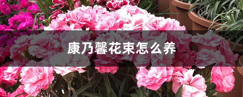 康乃馨花束怎么养 花百科