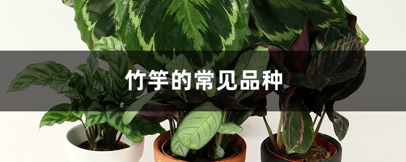 竹竽的常见品种