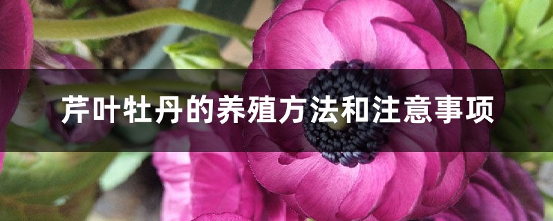 芹叶牡丹的养殖方法和注意事项 花百科