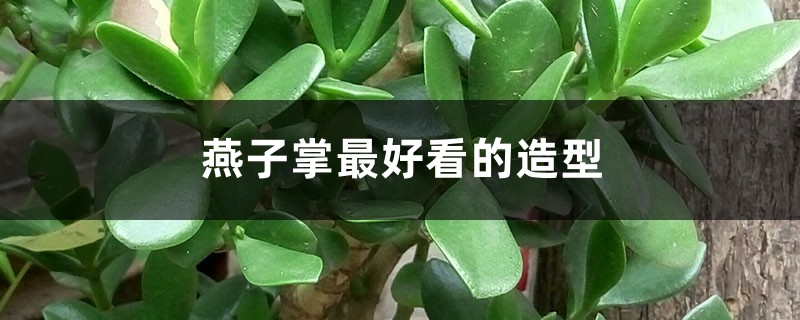 燕子掌最好看的造型