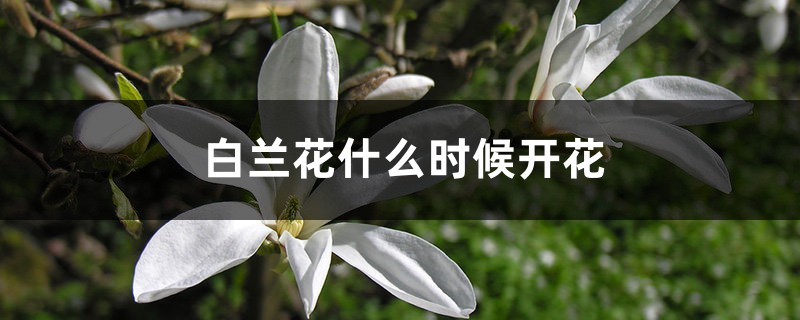 白兰花什么时候开花 花百科