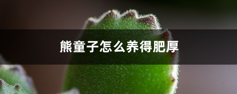 熊童子怎么养得肥厚 花百科