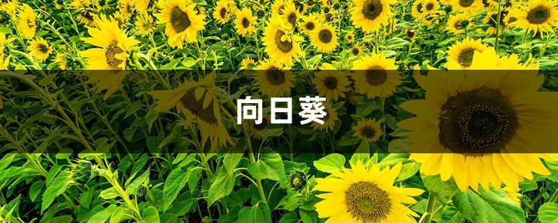 春天种1棵向日葵 花比脸盆还大 竟然收获10斤瓜子 花百科