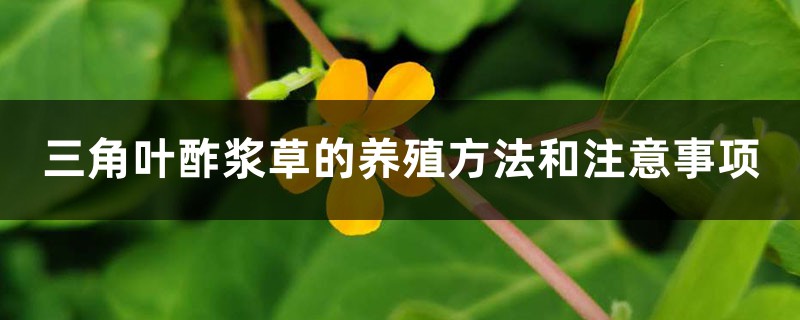 三角叶酢浆草的养殖方法和注意事项 花百科