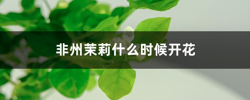 非州茉莉什么时候开花