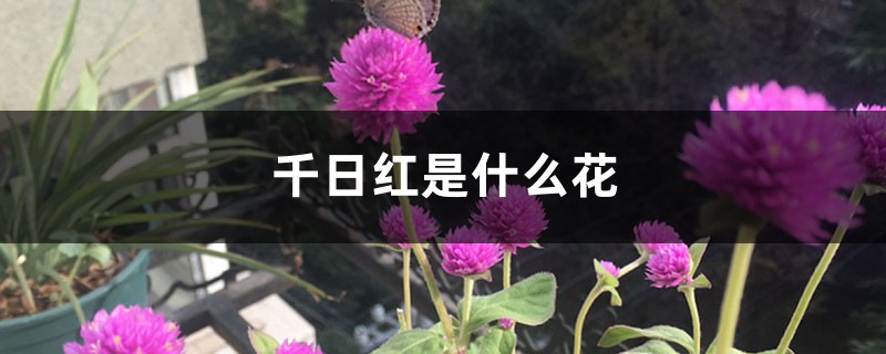 千日红是什么花