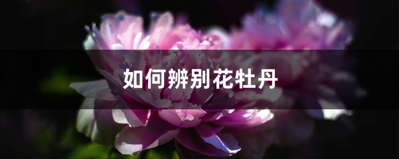 如何辨别花牡丹 花百科