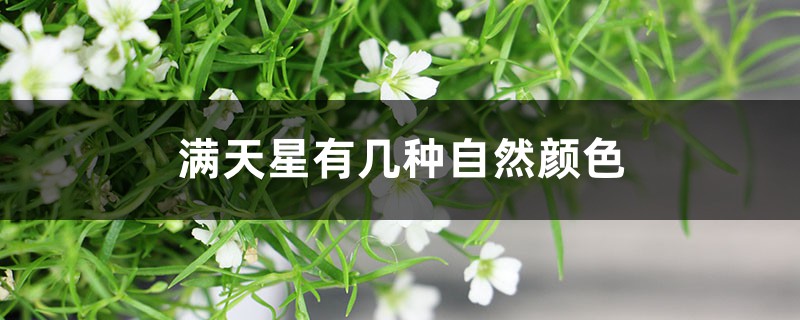 满天星有几种自然颜色 染满天星的染料有毒吗 花百科