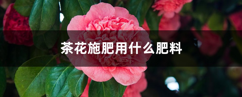 茶花施肥用什么肥料 花百科