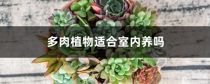 多肉植物适合室内养吗 花百科