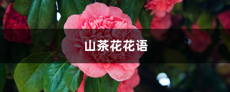 山茶花的花语和寓意 花百科