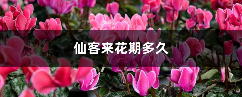 仙客來花期多久，開花期怎么養(yǎng)