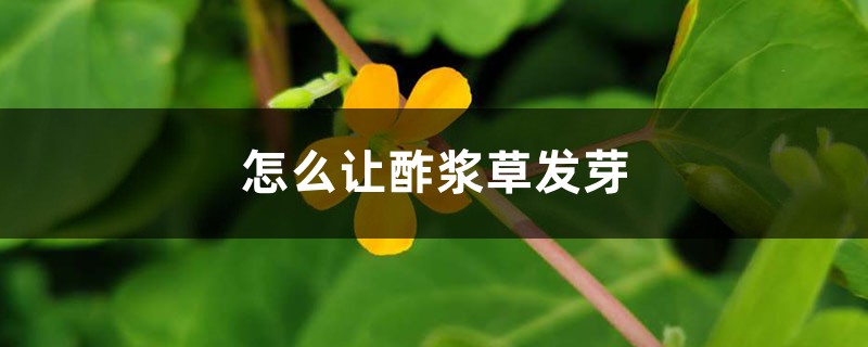 怎么让酢浆草发芽 球根怎么种 花百科