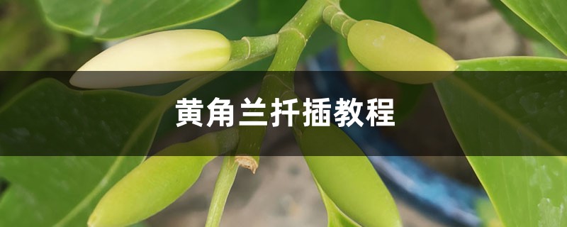 黄角兰树扦插方法图解图片