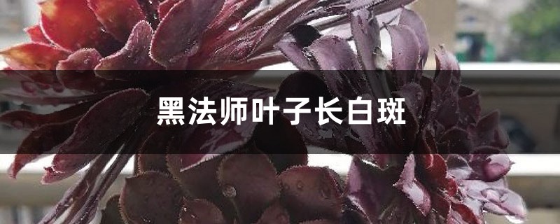 黑法师叶子长白斑怎么办 花百科