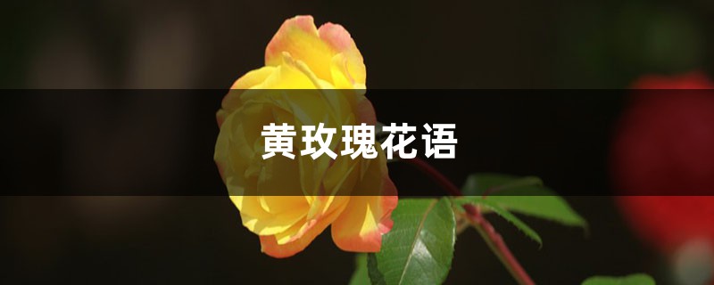 黄玫瑰花语 花百科